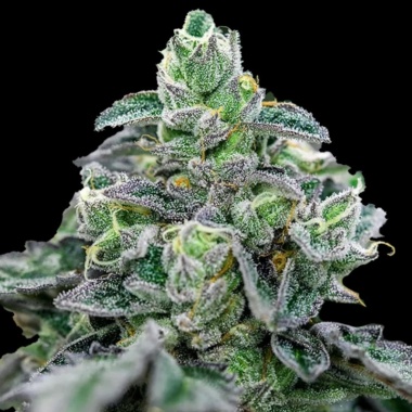 Mandarin Cookies Autoflower Cannabis Seeds Feminized