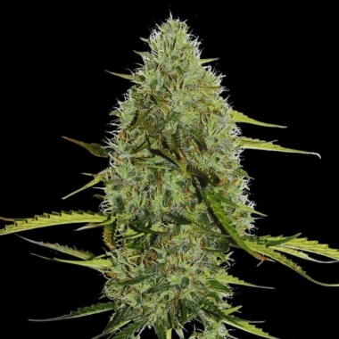 Moby Cookies Autoflower Cannabis Seeds Feminized