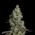 Moby GSC Autoflower Cannabis Seeds Feminized