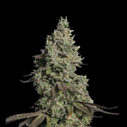 Moby GSC Autoflower Cannabis Seeds Feminized