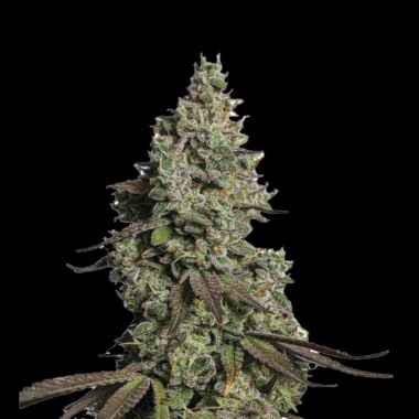 Moby GSC Autoflower Cannabis Seeds Feminized