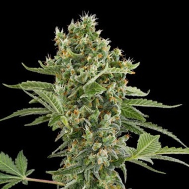 Moby Jack Autoflower Cannabis Seeds Feminized