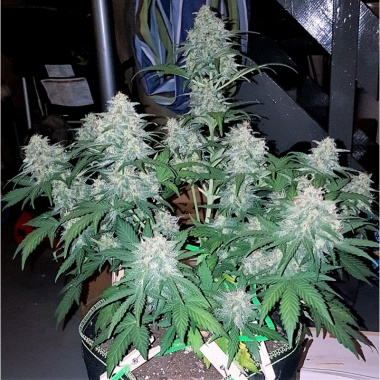 Northern Lights Autoflower Cannabis Seeds Feminized