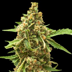 Northern Lights Kush Autoflower Cannabis Seeds Feminized