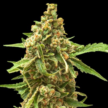Northern Lights Kush Autoflower Cannabis Seeds Feminized