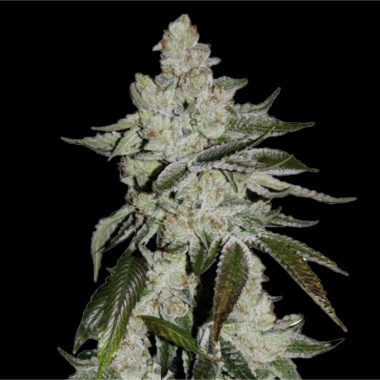 OG Cookies Autoflower Cannabis Seeds Feminized