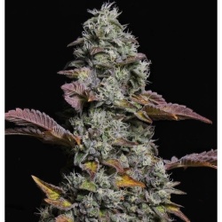 OG Jack Autoflower Cannabis Seeds Feminized
