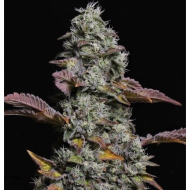 OG Jack Autoflower Cannabis Seeds Feminized