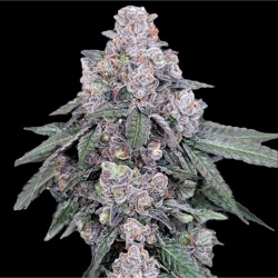 Runtz Autoflower Cannabis Seeds Feminized