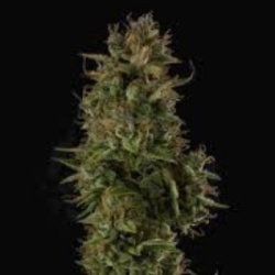 Sherbet Autoflower Cannabis Seeds Feminized