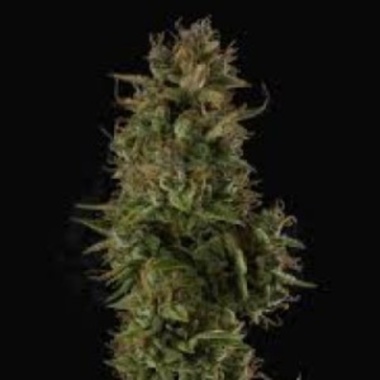 Sherbet Autoflower Cannabis Seeds Feminized