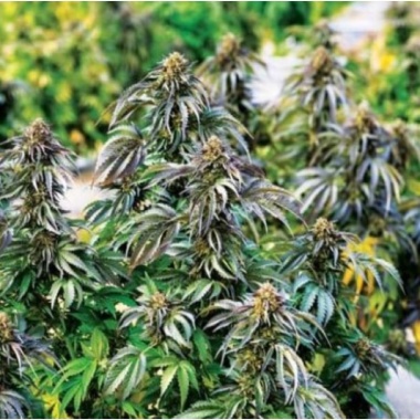 CBD AC/DC x Strawberry Cough Cannabis Seeds Feminized