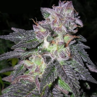 CBD Black Gold Cannabis Seeds Feminized