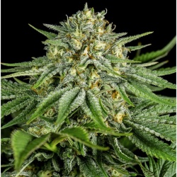 CBD Bubba Kush Cannabis Seeds Feminized