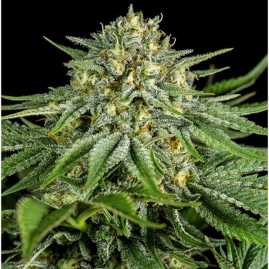 CBD Bubba Kush Cannabis Seeds Feminized