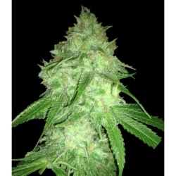 CBD Charlottes Web Cannabis Seeds Feminized