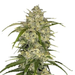 Sour Jack Autoflower Cannabis Seeds Feminized