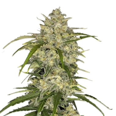Sour Jack Autoflower Cannabis Seeds Feminized
