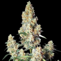 Strawberry Cheese Autoflower Cannabis Seeds Feminized