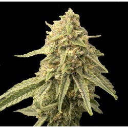 Thunder Banana Autoflower Cannabis Seeds Feminized