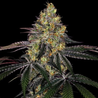 Watermelon Zkittlez Autoflower Cannabis Seeds Feminized