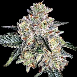 Zkittlez Autoflower Cannabis Seeds Feminized