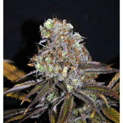 CBD Critical Mass Cannabis Seeds Feminized