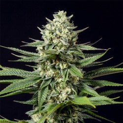 CBD OG Kush Cannabis Seeds Feminized