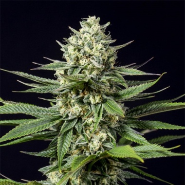 CBD OG Kush Cannabis Seeds Feminized