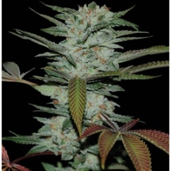CBD Sour Kush Cannabis Seeds Feminized