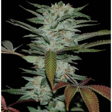 CBD Sour Kush Cannabis Seeds Feminized