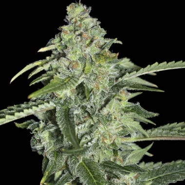 CBD SSKush Cannabis Seeds Feminized