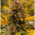 CBG Jack Frost Cannabis Seeds Feminized