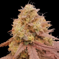 Amnesia Haze Autoflower Feminized Cannabis Seeds