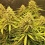 Bruce Banner Autoflowers Cannabis Seeds Feminized