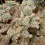 Bruce Banner Fast Version Feminized Cannabis Seeds