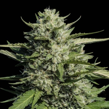 CBG Sour G Cannabis Seeds Feminized