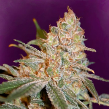 Diesel Cannabis Seeds Feminized