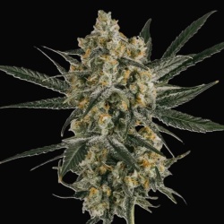 Dream CBG Cannabis Seeds Feminized