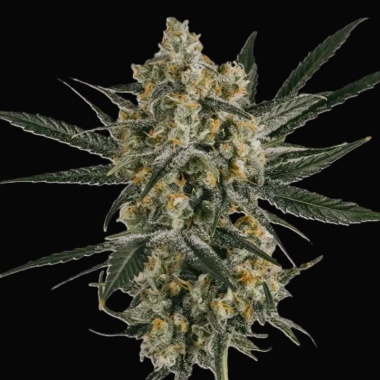 Dream CBG Cannabis Seeds Feminized