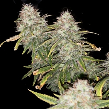 Green Crack Cannabis Seeds Feminized