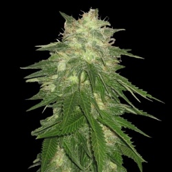 Hash Bud Cannabis Seeds Feminized