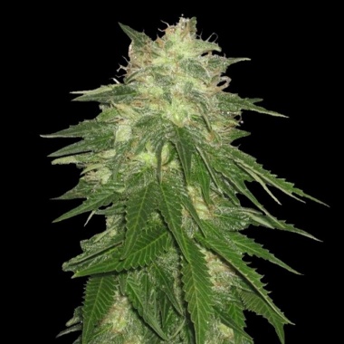 Hash Bud Cannabis Seeds Feminized