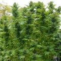 Poison Skunk Cannabis Seeds Feminized