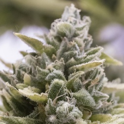 White Cannabis Seeds Feminized