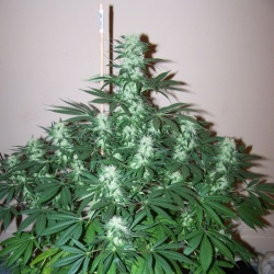 White Widow Autoflower Feminized Cannabis Seeds