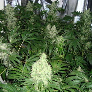 AK 47 Feminized Cannabis Seeds