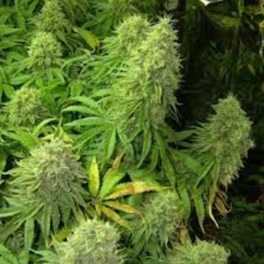 Big Bud Cannabis Seeds Feminized
