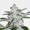 Bubblegum Cannabis Seeds Feminized