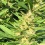 Bubblegum Cannabis Seeds Feminized